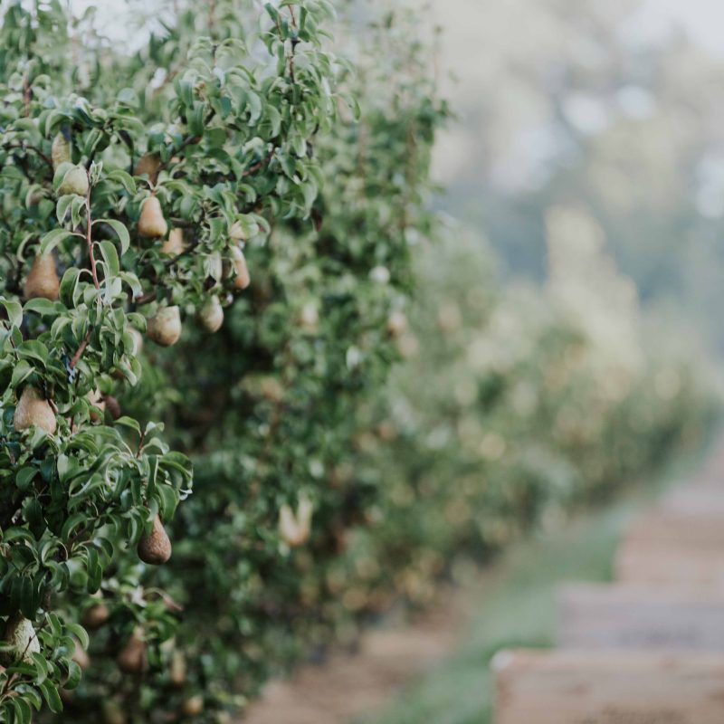 primera fruta DOE primera fruta DOE